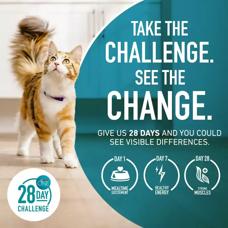 Purina ONE Tender Selects Blend Natural Real Salmon & Fish Flavor Dry Cat Food
