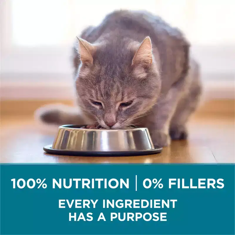 Purina ONE Tender Selects Blend Natural Real Salmon & Fish Flavor Dry Cat Food