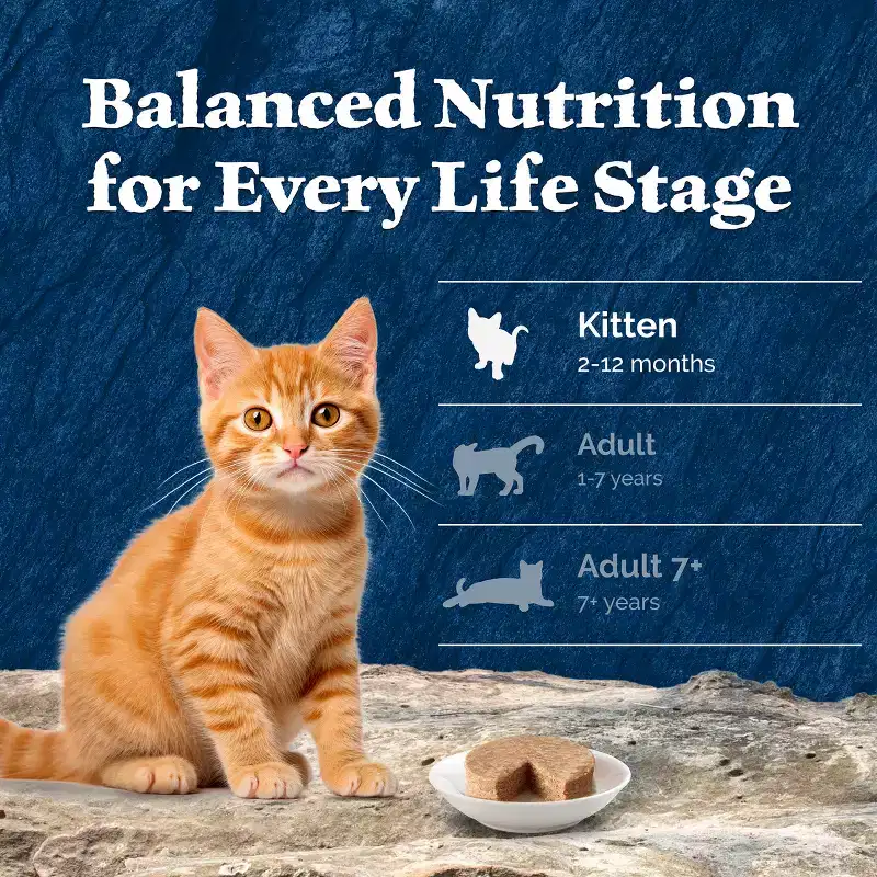 Blue Buffalo Wilderness High Protein Grain-Free Natural Kitten Pate Wet Cat Food Variety Pack with Chicken & Salmon - 3oz/6ct